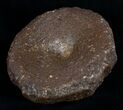 Large Ichthyosaur Vertebra From Dorest, UK #2018-1